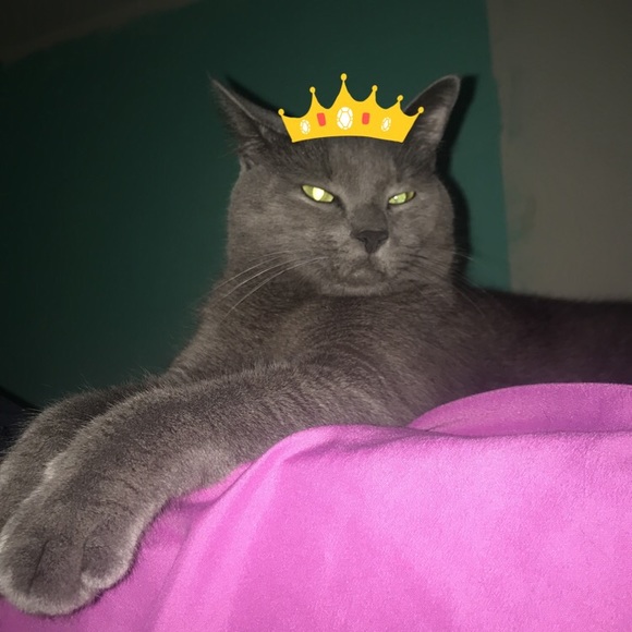 Meet your Posher, Jasmin - Picture 1 of 1